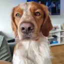 Annamaria Schwerlihovszki